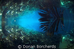 Surface reflection in a Fresh Water stream by Dorian Borcherds 